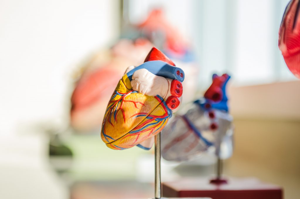 Das Herz-Kreislauf-System ist auf dem Bild mit einer Plastikfigur dargestellt.